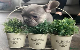 French Bulldog dogs for sale: French bulldog  puppies - Image 23