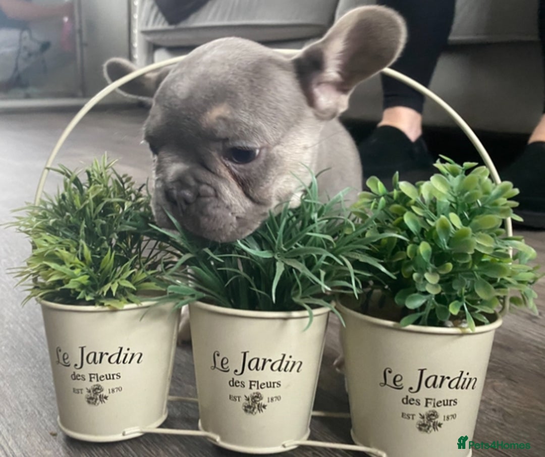 French Bulldog dogs for sale: French bulldog  puppies - Image 23