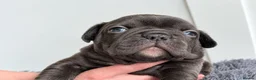 French Bulldog dogs for sale: Playful Litter of French Bulldog Puppies. - Advert 6