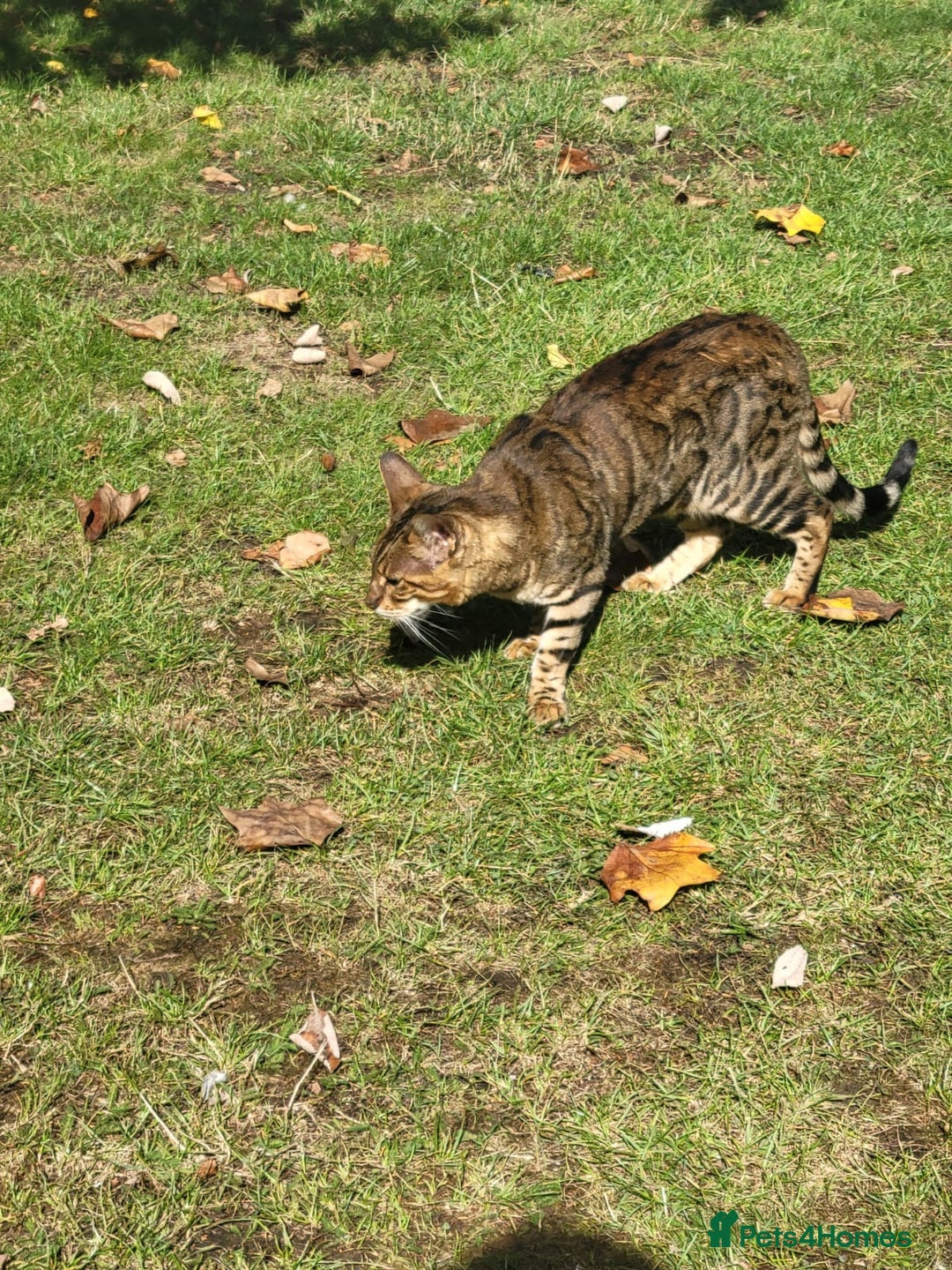 Bengal cats for sale: Bengal male cat for sale - Image 5