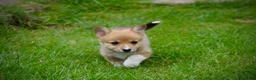 Welsh Corgi Pembroke dogs for sale: Pembroke corgi pups - Advert 6