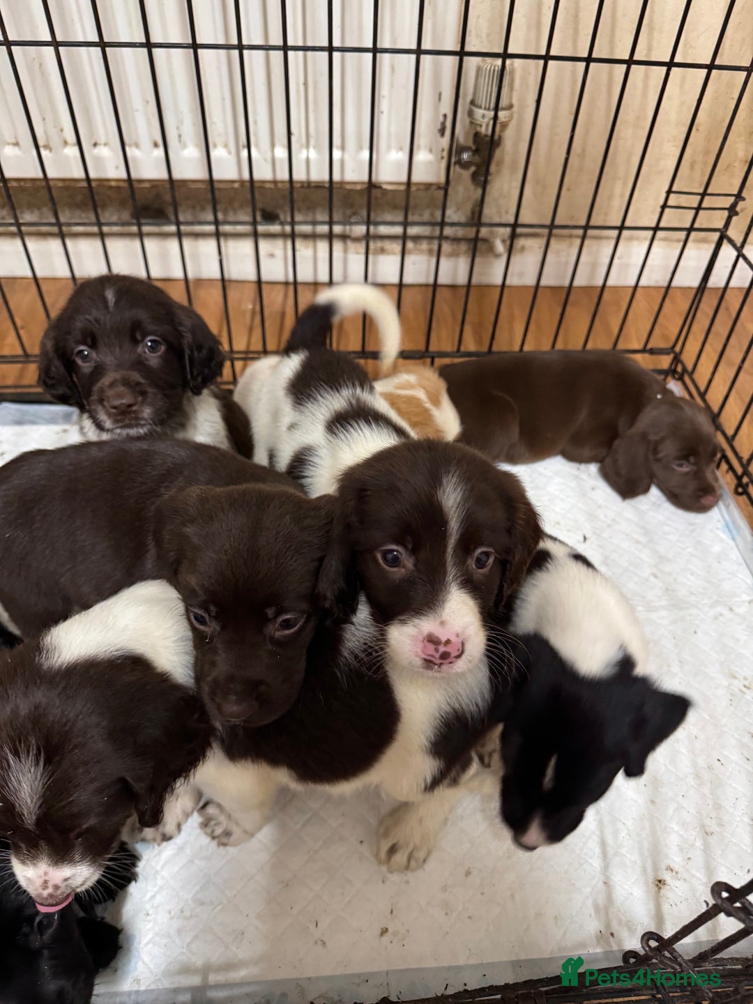 Springador dogs for sale: 9 Beautiful Springador Puppies - Image 12