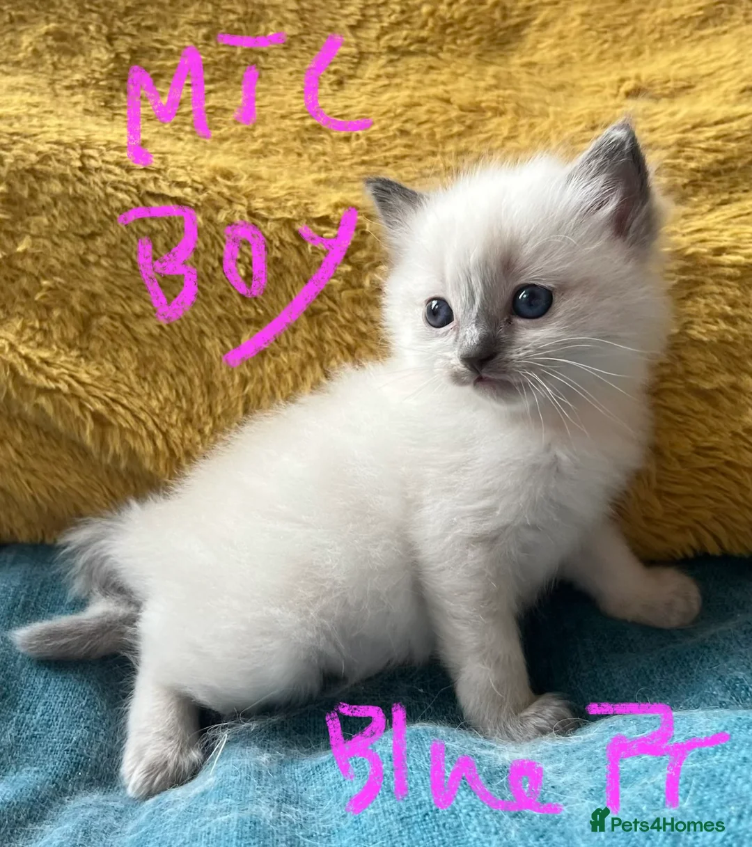 Ragdoll cats for sale: Pure ragdoll GCCF mom’s kittens for sale - Advert 10