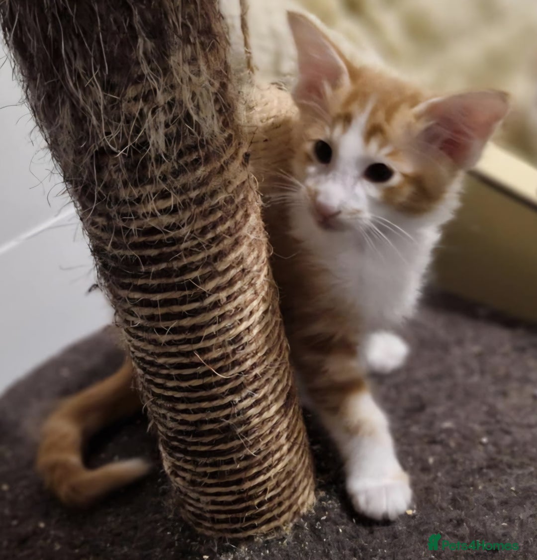 Balinese cats for sale: Stunning longhair Red and White bicolour boy - Advert 15