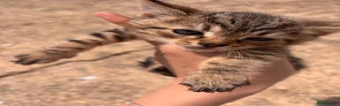 Domestic Shorthair 4