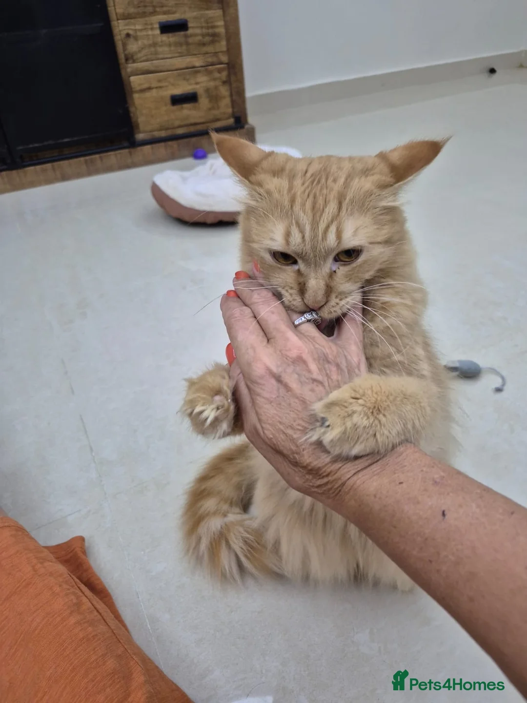 Mixed Breed cats for adoption: John boy  in Braintree - Advert 2