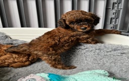 Toy Poodle dogs for sale: Kc reg toy poodle puppies - Image 3