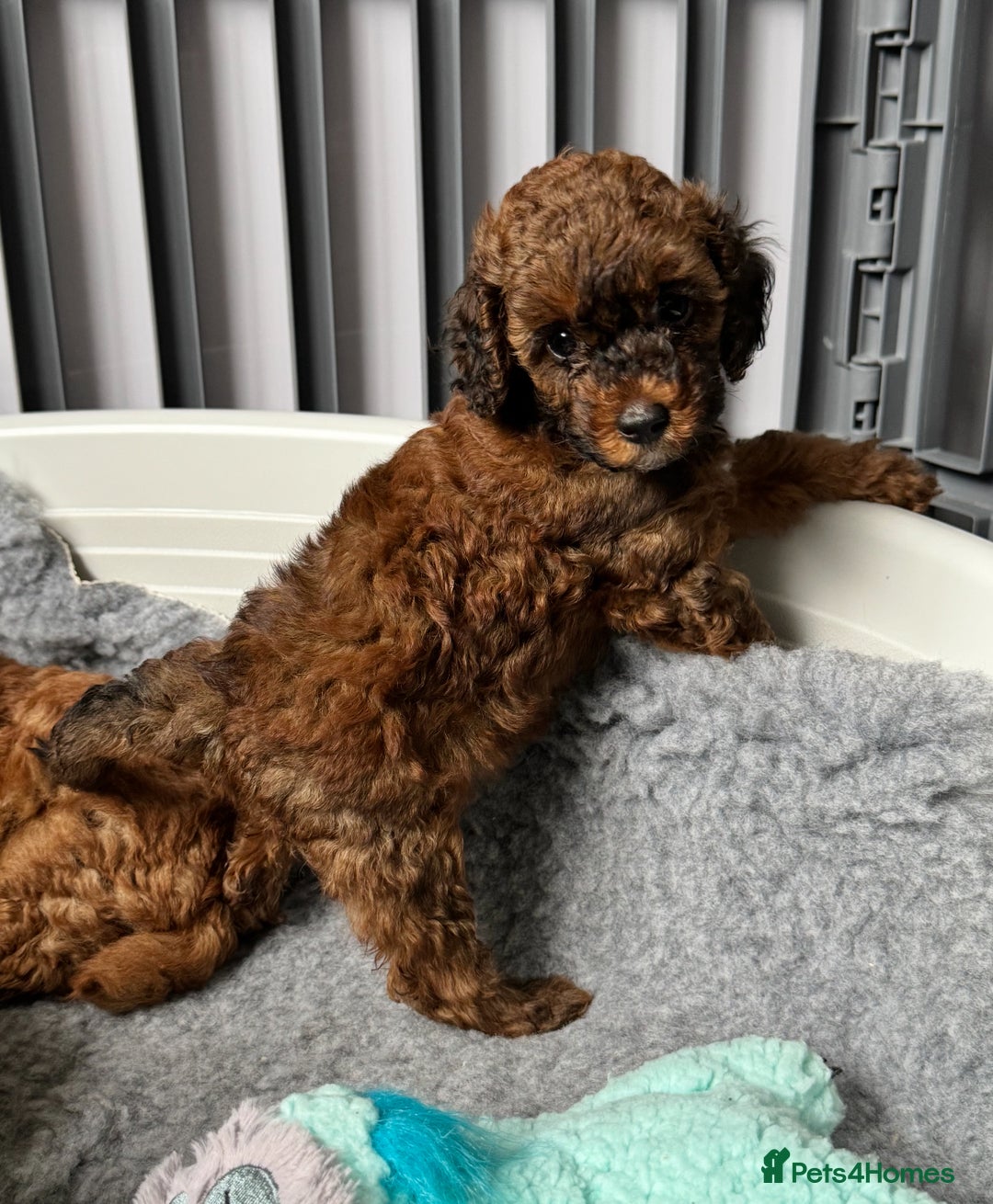 Toy Poodle dogs for sale: Kc reg toy poodle puppies - Image 3