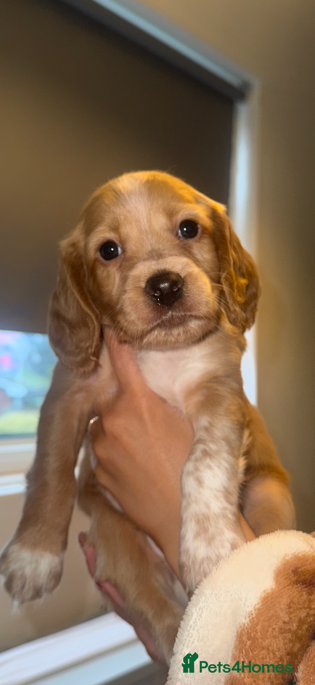 Cocker Spaniel dogs Beautiful cocker spaniels  - Advert 1