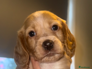 Cocker Spaniel dogs Beautiful cocker spaniels - Advert 1