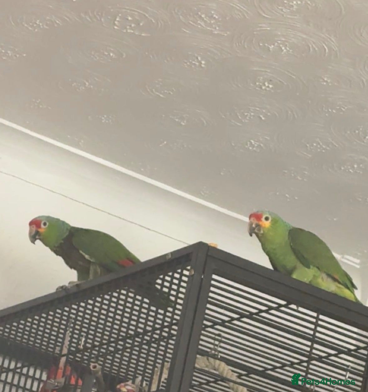 Parrots birds Amazon Red Lored - Advert 3