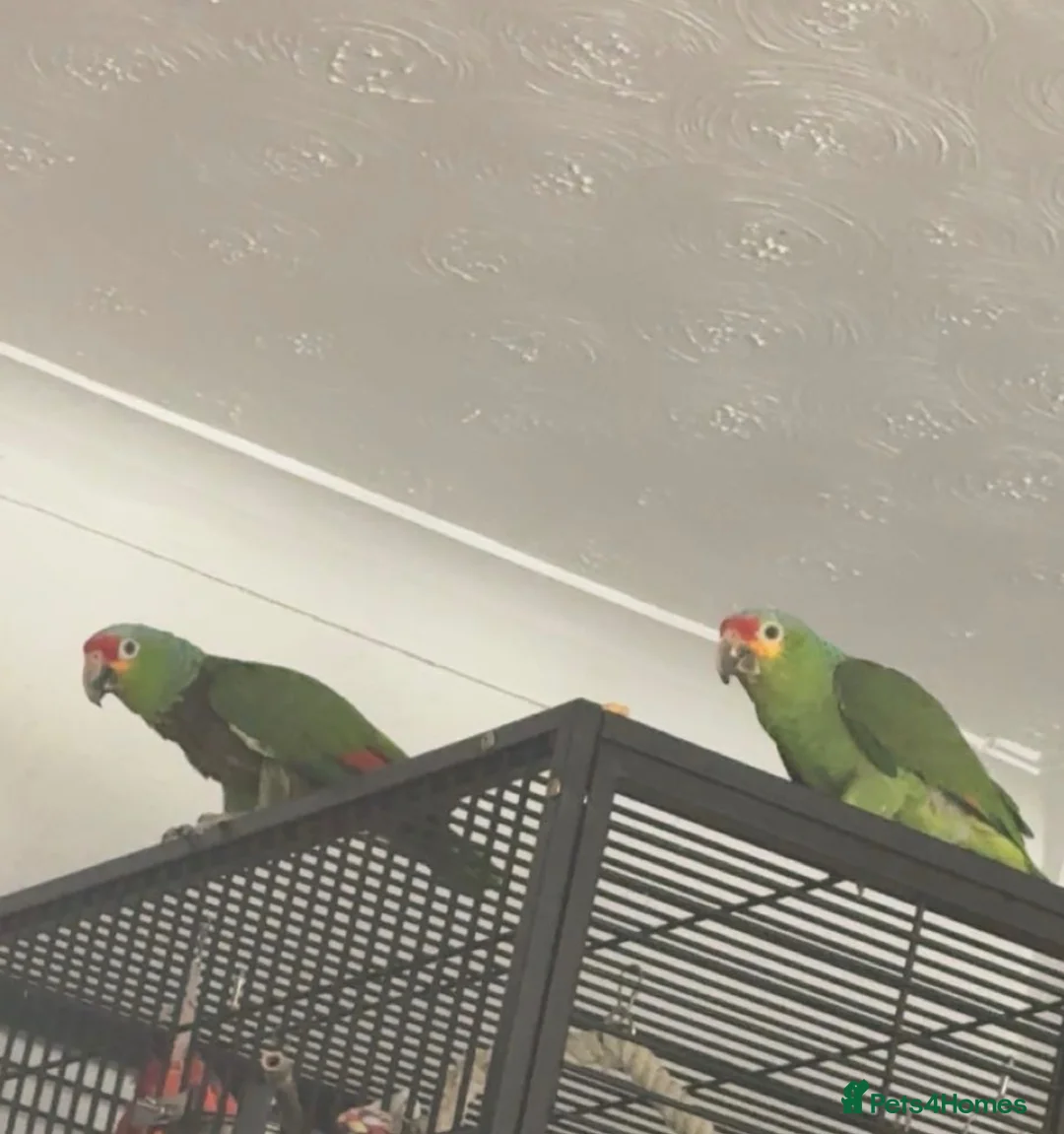 Parrots birds for sale: Amazon Red Lored in Stoke-on-Trent - Advert 1