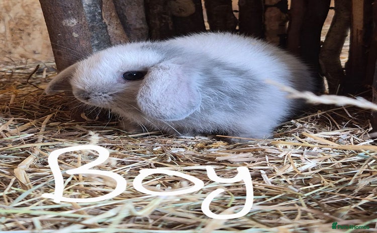 Mini Lop rabbits - Advert 4