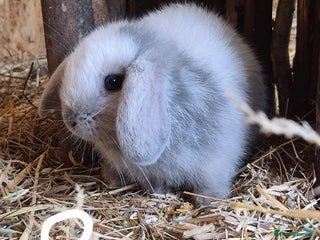 Mini Lop rabbits - Advert 2