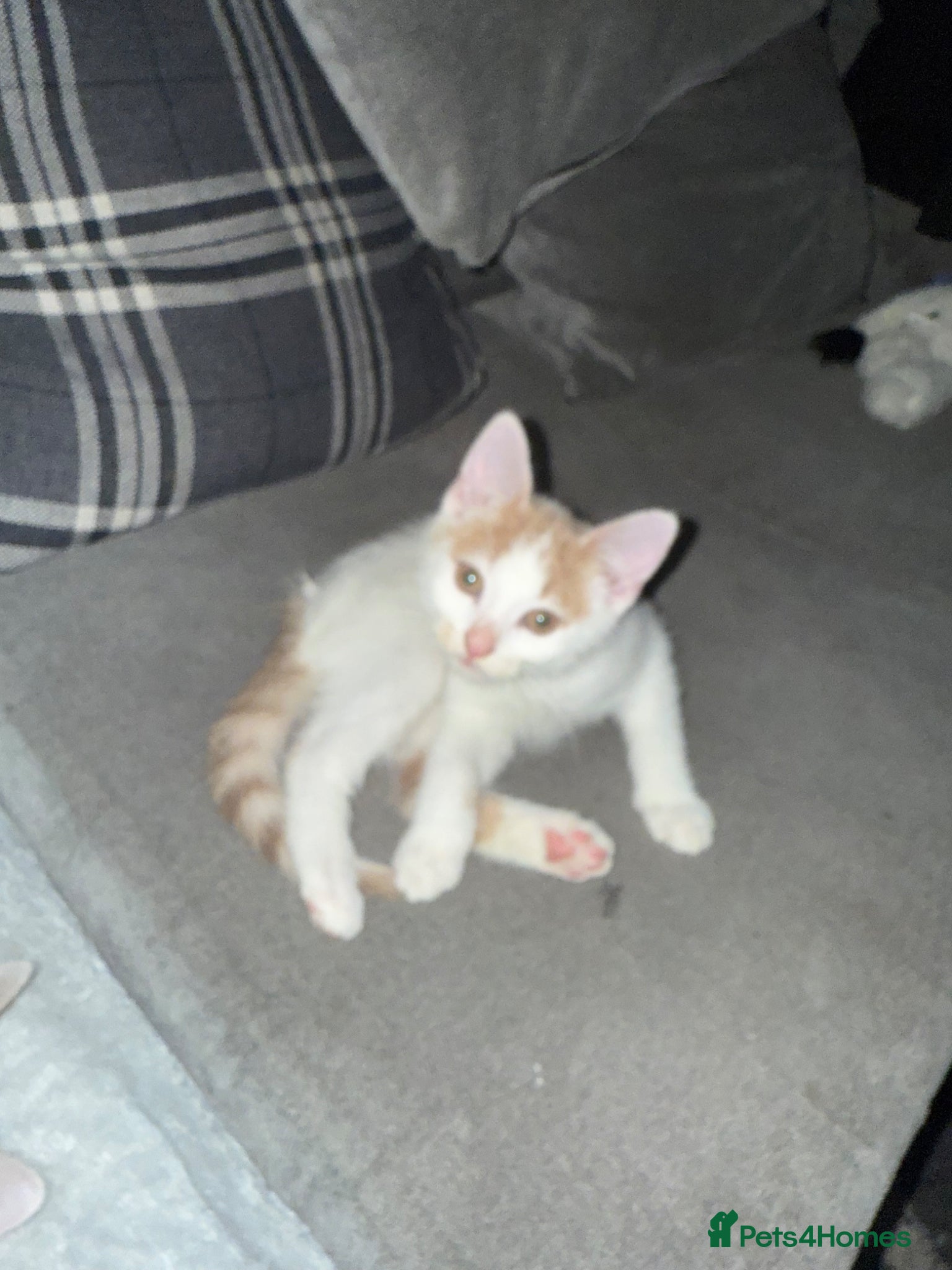 Mixed Breed cats for sale: Ragdoll x shorthair babies ready now! - Advert 13