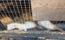Ferret rodents for sale: Ferret Kits (albino, sandy, bew colours) - Image 2