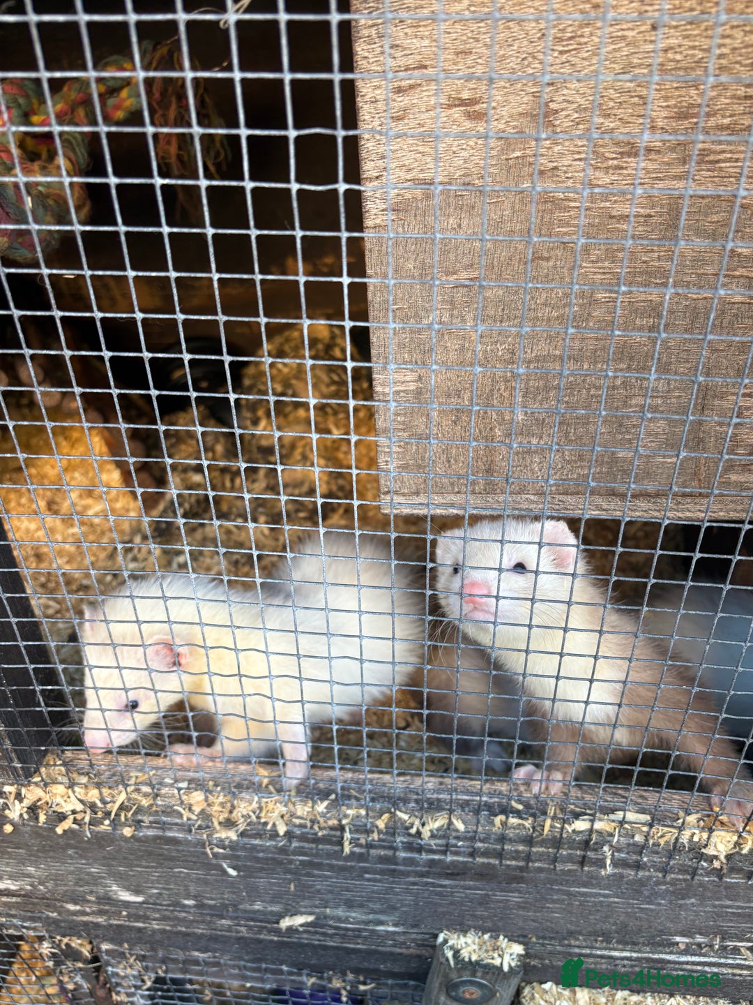 Ferret rodents for sale: Ferret Kits (albino, sandy, bew colours) - Image 2