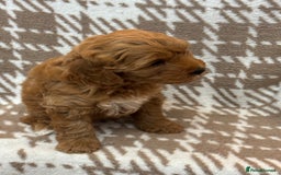 Cavapoo dogs for sale: Beautiful Fox 🦊 Red Cavapoos  - Image 16