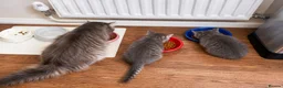 Bengal cats for sale: Twin Girl Bengal × Nebelung Kittens Ready Now in Brentford - Advert 7
