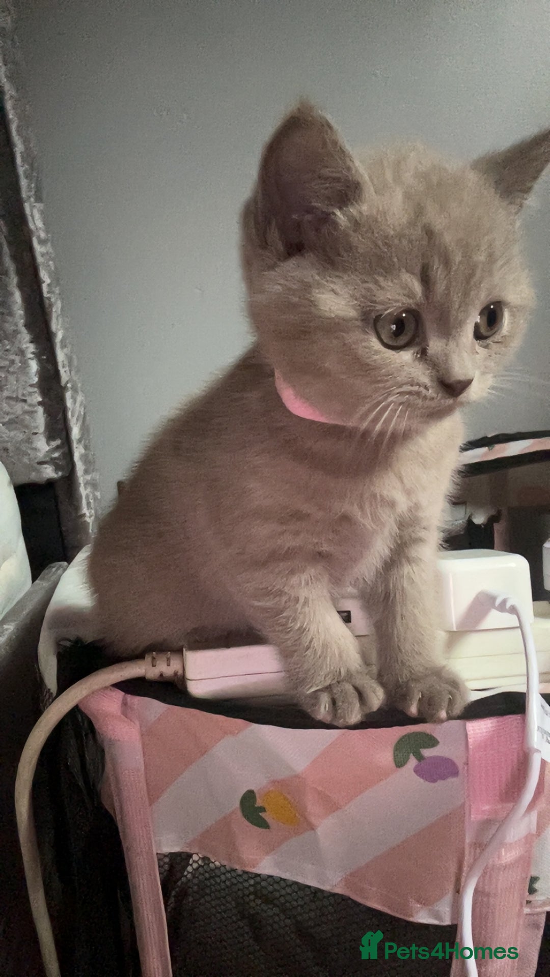 British Shorthair cats for sale: Beautiful female BSH  - Image 5