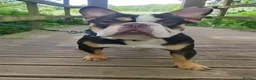 French Bulldog dogs for stud: Choc Tan French bulldog Stud - Advert 3