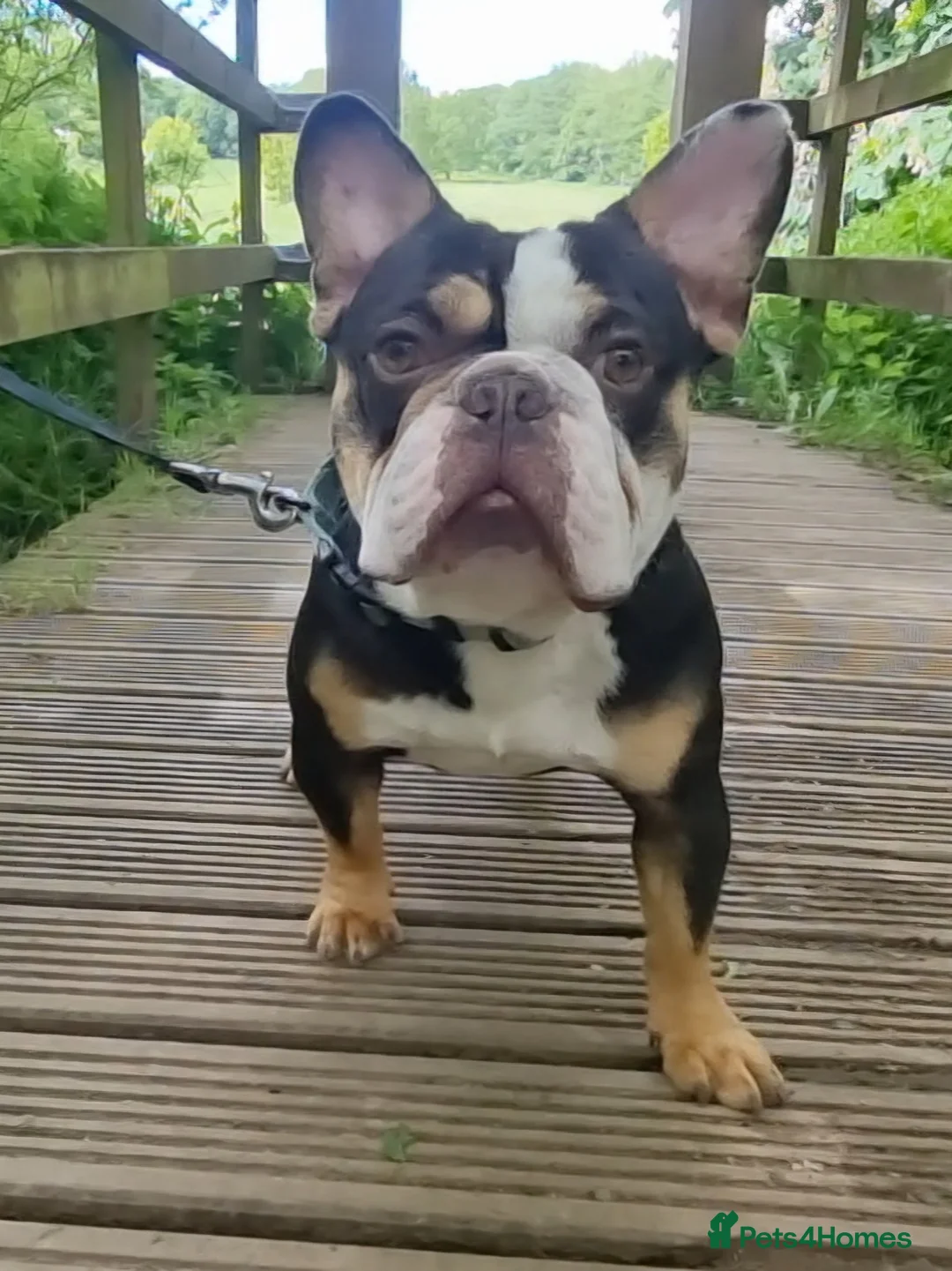 French Bulldog dogs for stud: Choc Tan French bulldog Stud - Advert 3