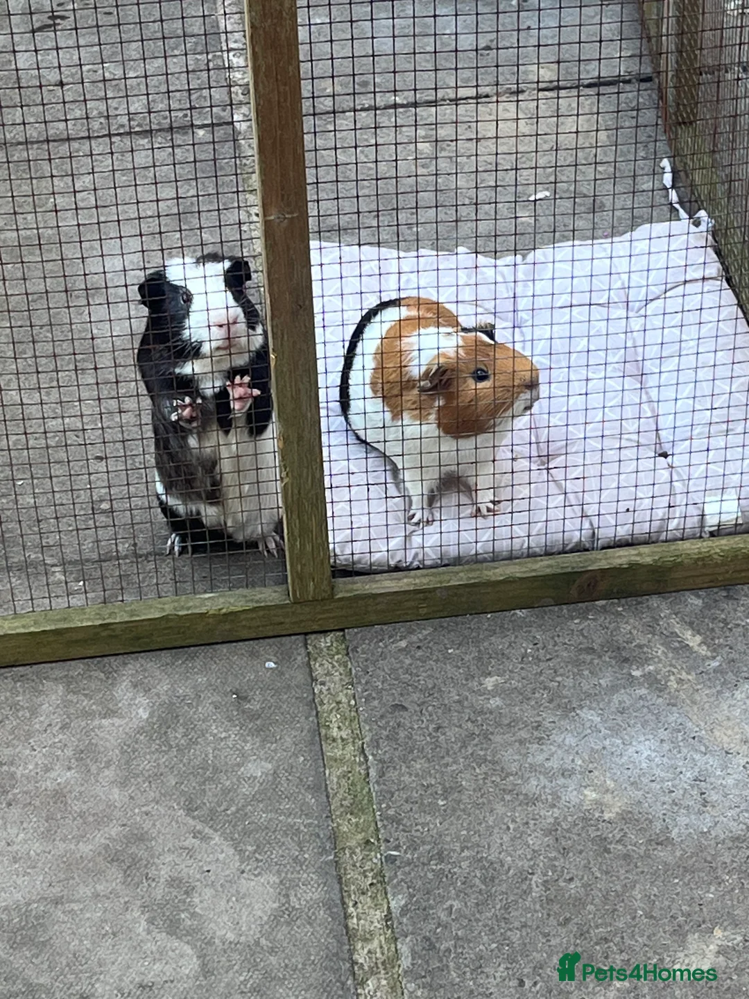 Guinea Pig rodents for sale: 2 male guinea pigs  - Advert 5