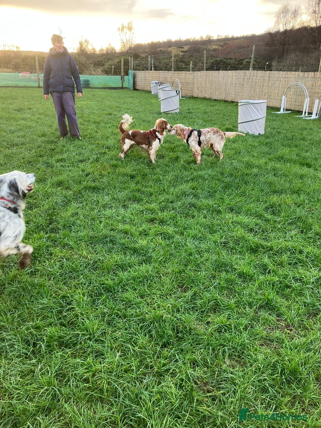 English Setter dogs for adoption: Hendy - Advert 12