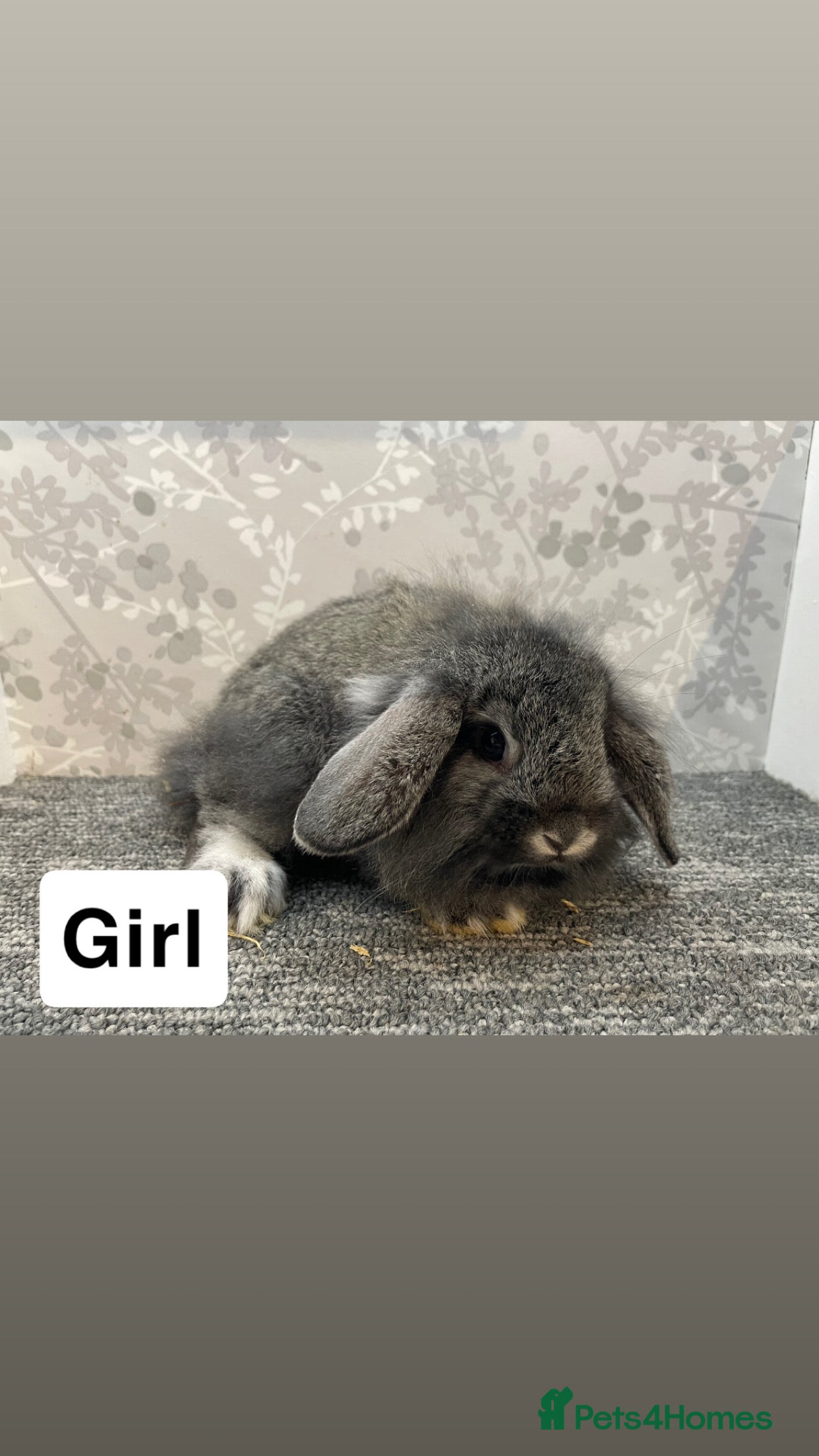 Lionhead rabbits 4 lionhead lops - Advert 19