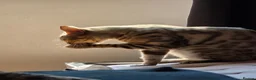 Bengal cats for stud:  Beautiful Snow Bengal called Snow - Advert 2
