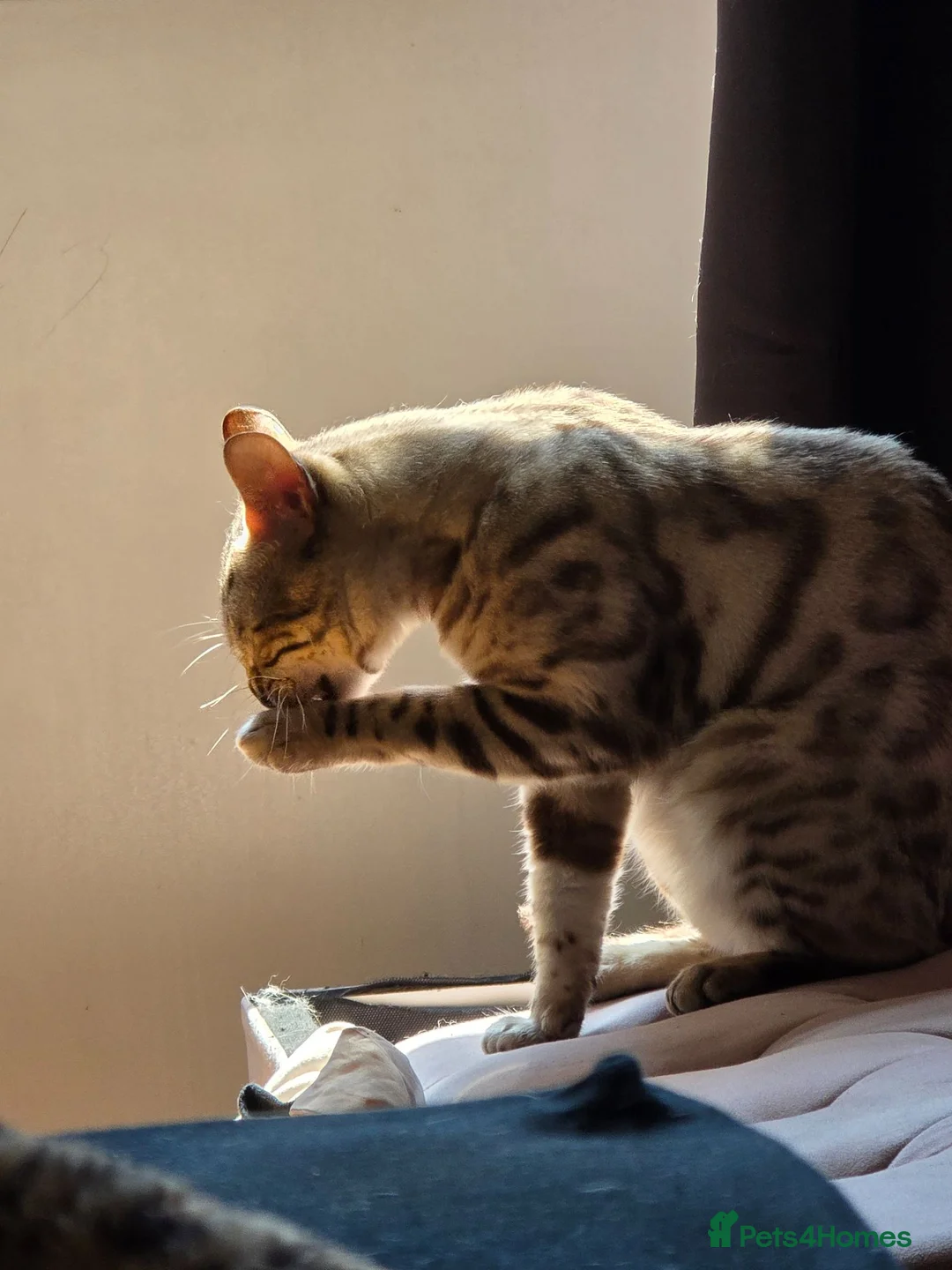 Bengal cats for stud:  Beautiful Snow Bengal called Snow - Advert 2