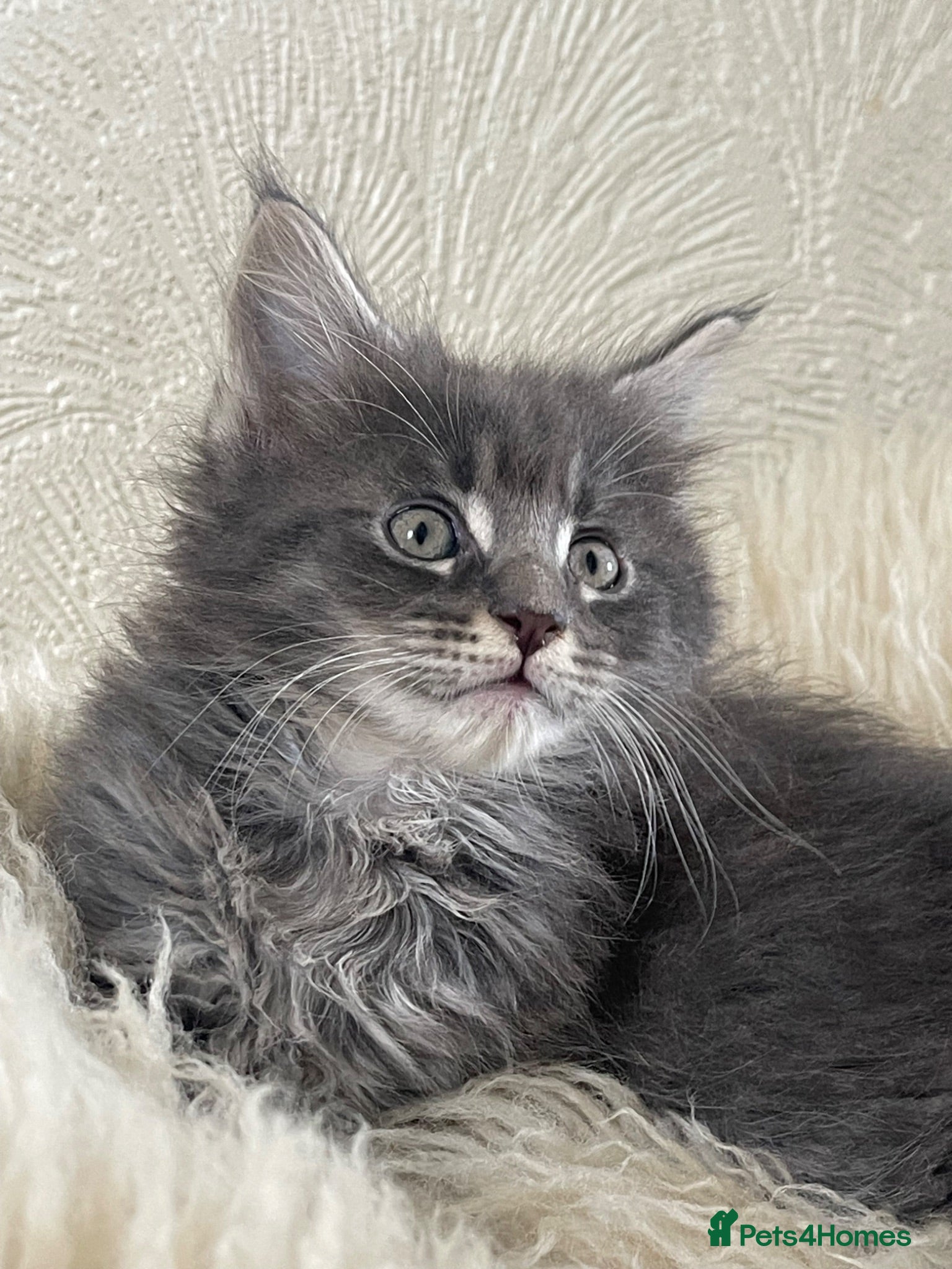Maine Coon cats Maine Coon boy  - Advert 8