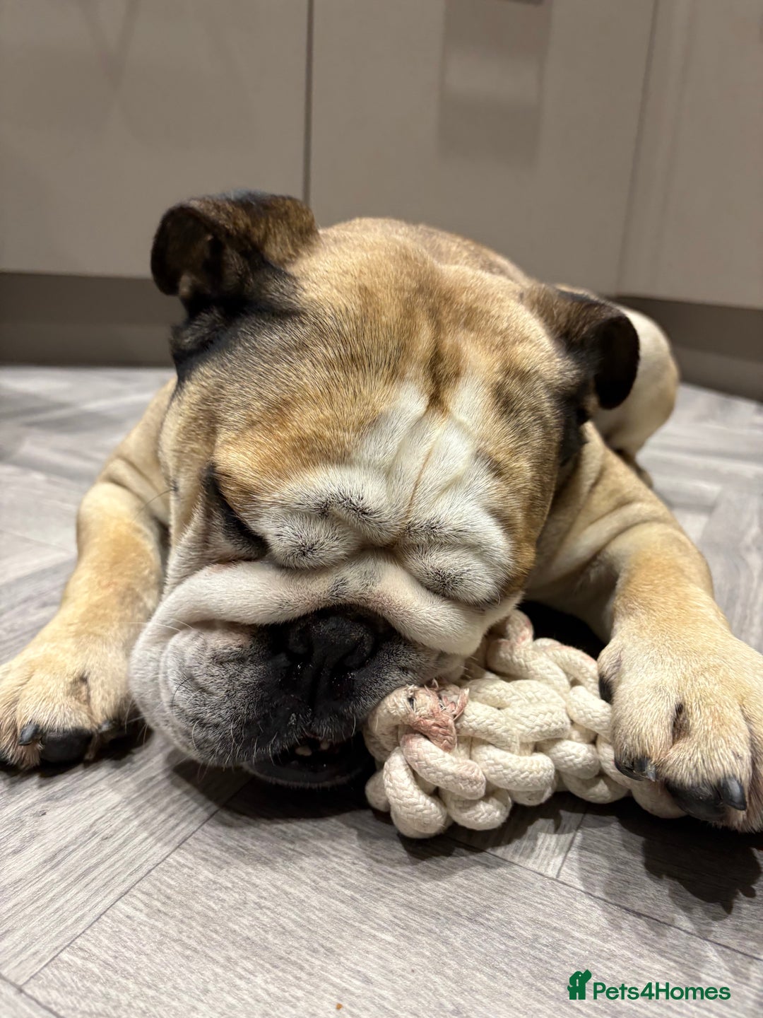 English Bulldog dogs for stud: Proven KC reg English Bulldog for Stud - Image 8