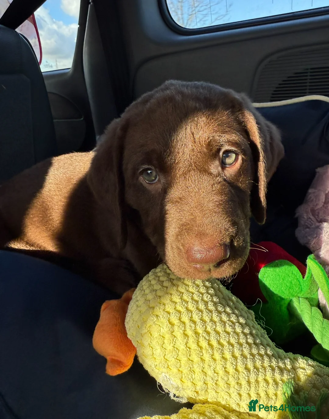 Labrador Retriever dogs for sale: Beautiful chocolate girl  - Advert 2