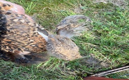Chickens poultry for sale: 2 pekin millefluer growers - Image 8
