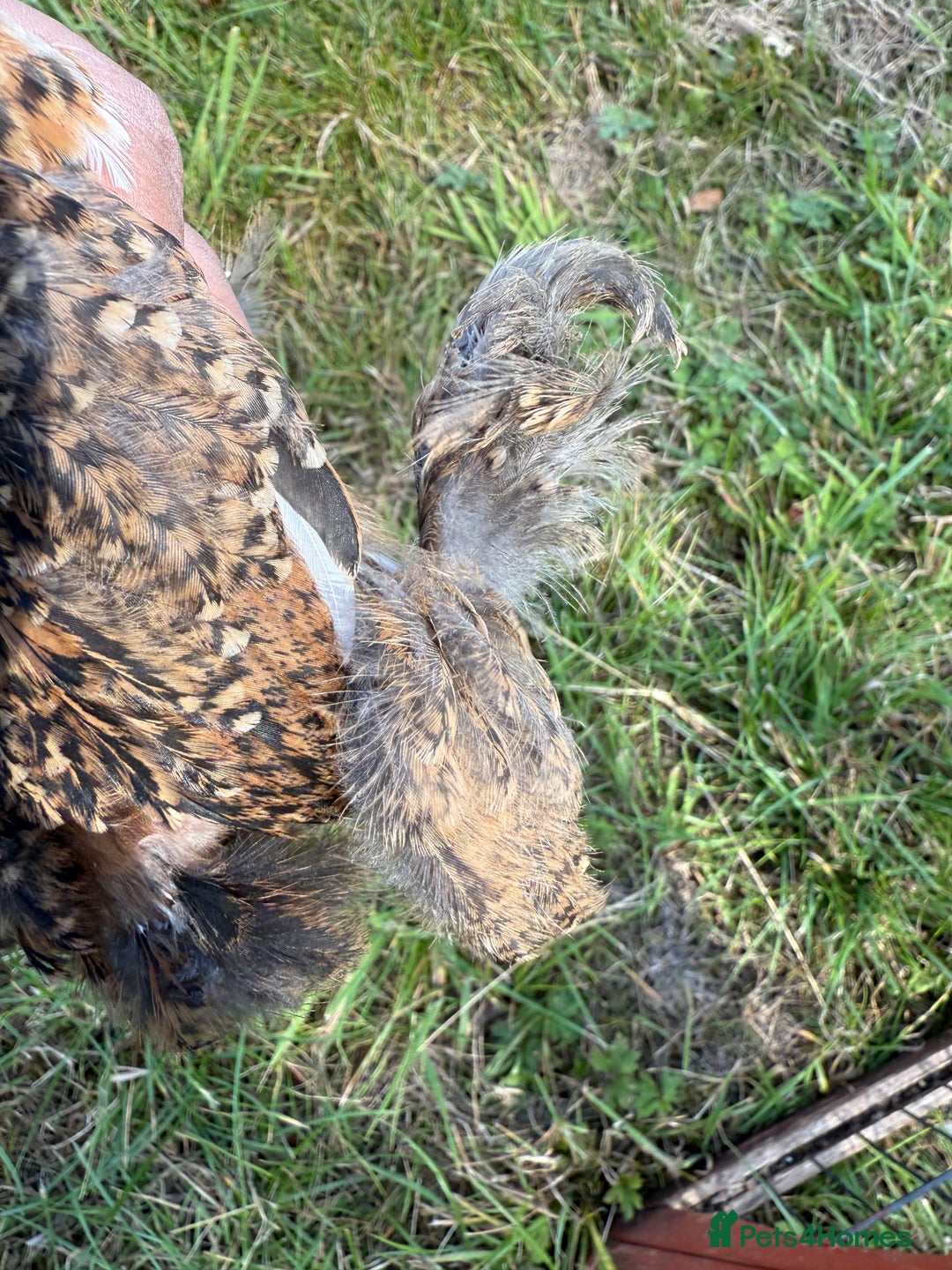 Chickens poultry for sale: 2 pekin millefluer growers - Image 8