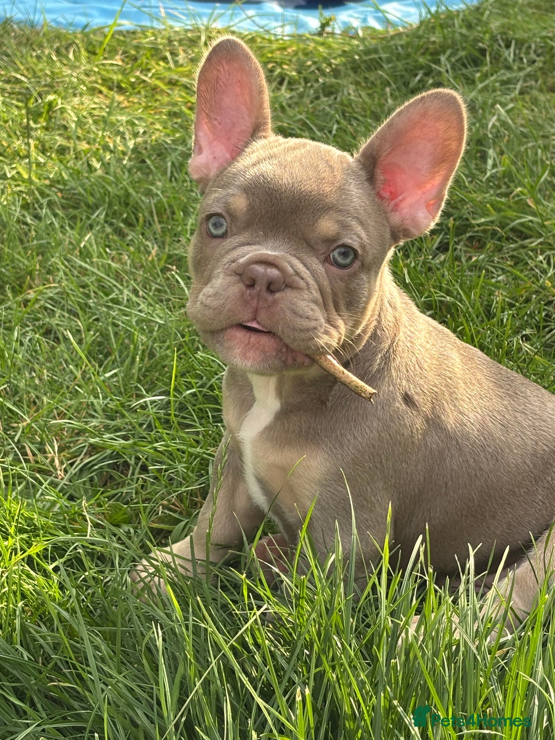 French Bulldog dogs for sale: 11 weeks old Isabella & tan carries fluffy RFG  - Image 15