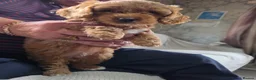 Cockapoo dogs for sale: Cockapoo f1b READY NOW - Advert 2