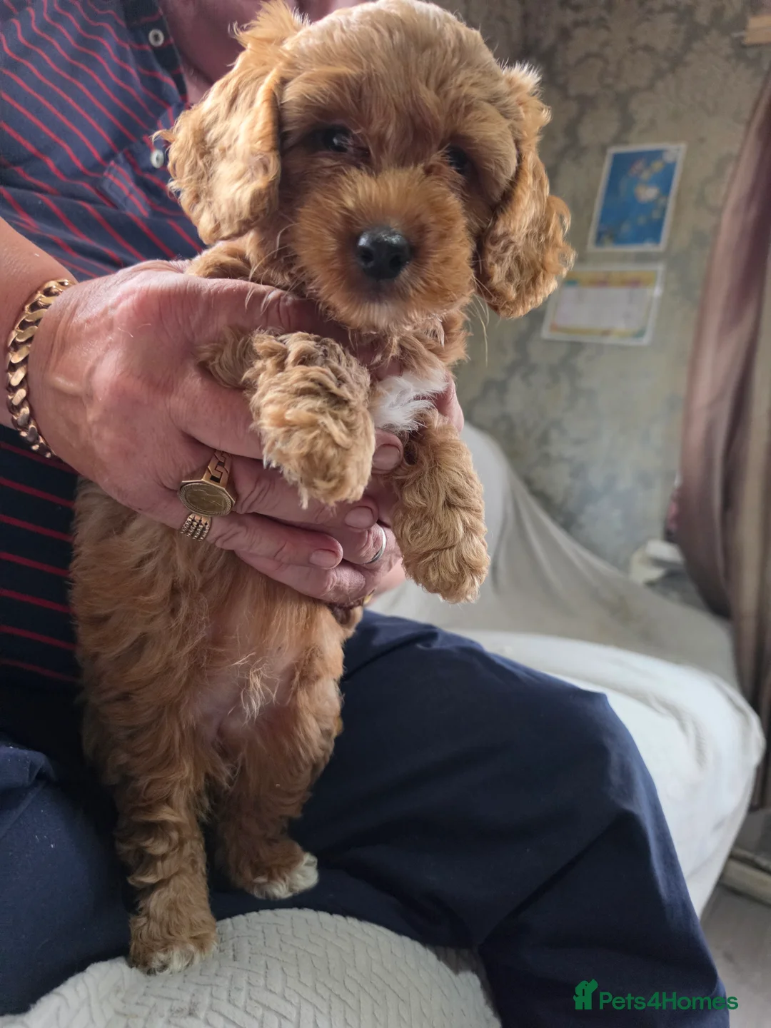Cockapoo dogs for sale: Cockapoo f1b READY NOW - Advert 2