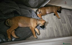 Belgian Shepherd Dog dogs for sale: Belgian malinois puppies  - Image 2