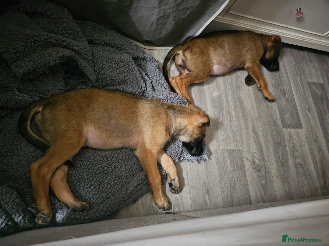 Belgian Shepherd Dog dogs for sale: Belgian malinois puppies  - Image 2