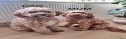 Cockapoo dogs for sale: Beautiful F2 Cockapoo Puppies in Birmingham - Advert 4