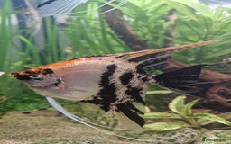 Angelfish fish for sale: Koi Angelfish - Image 8