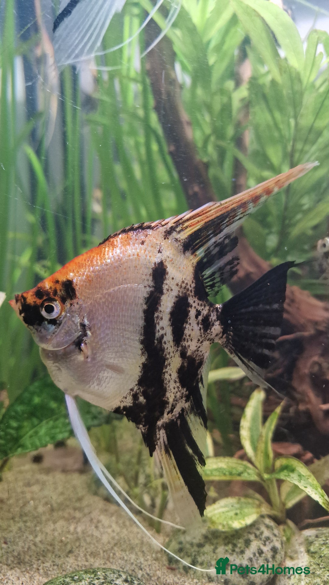 Angelfish fish for sale: Koi Angelfish - Image 8