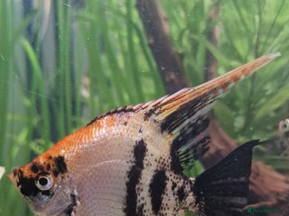 Angelfish fish Koi Angelfish - Advert 5