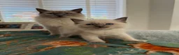 Ragdoll cats for sale: 2 ragdoll boy Kittens - Advert 23