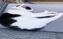 Mixed Breed cats for sale: Black and white female cat for sale - Advert 4