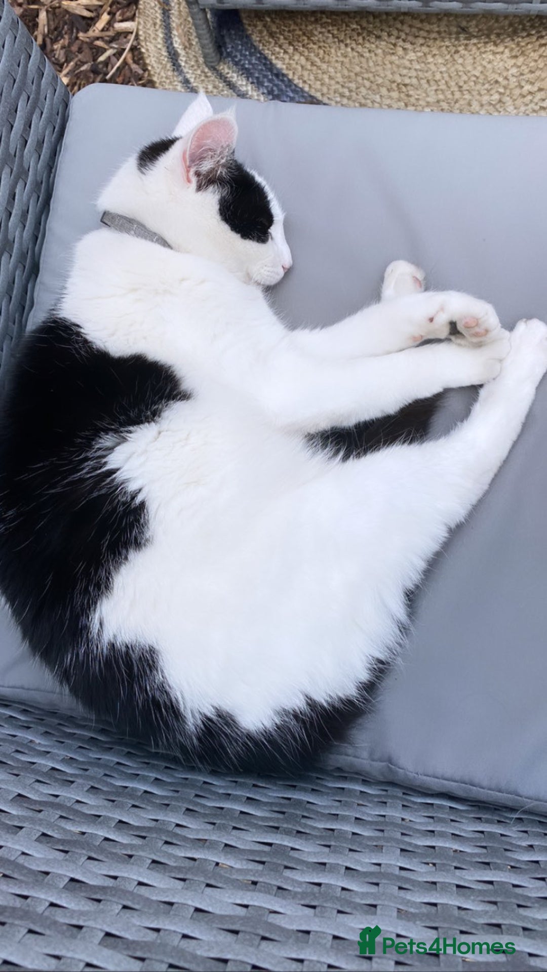Mixed Breed cats for sale: Black and white female cat for sale - Advert 4