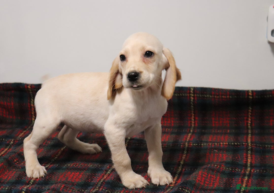 Cocker Spaniel dogs for sale: Stunning Cocker Spaniel Puppies. Now ready.  - Advert 15