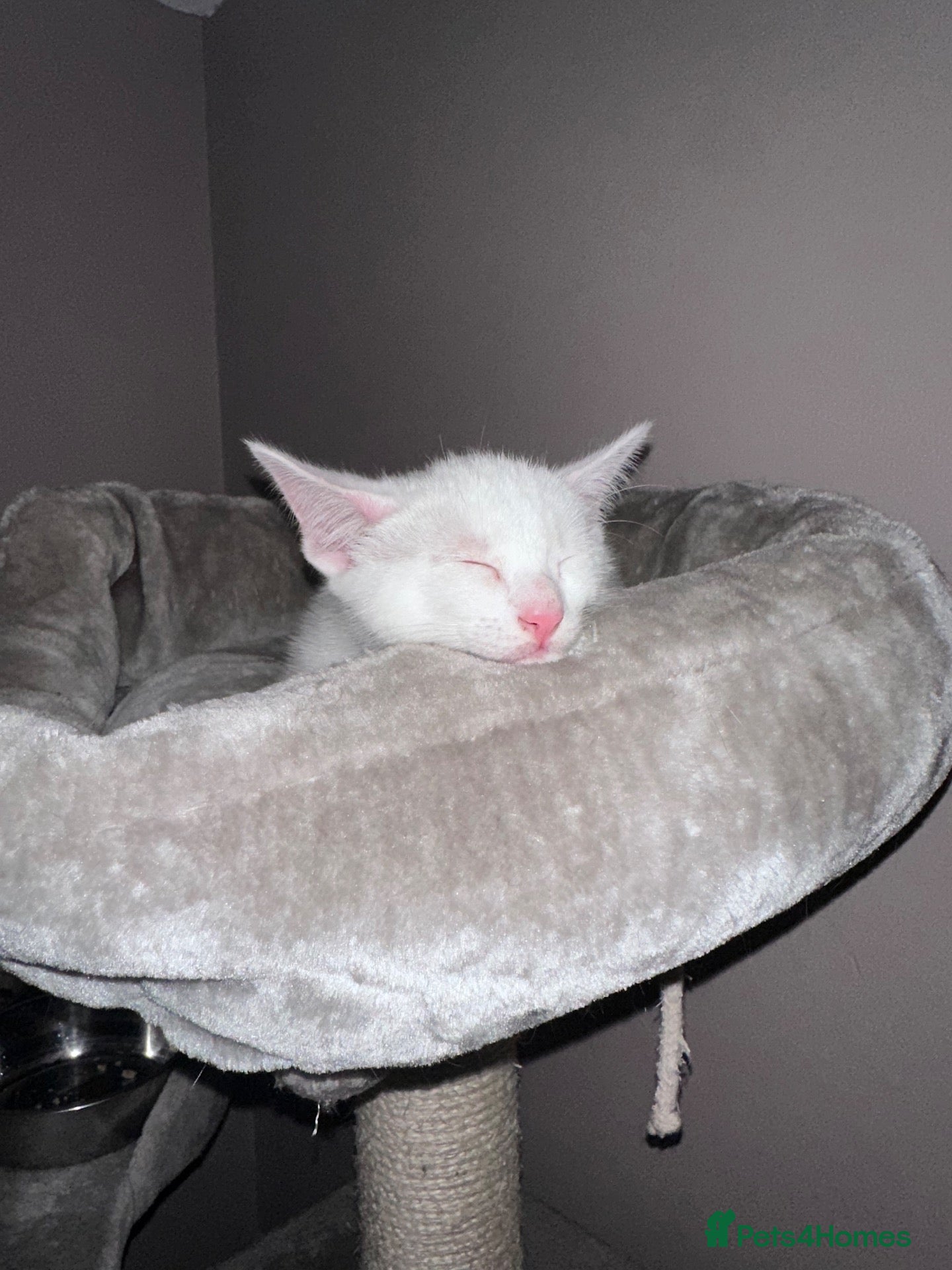 Mixed Breed cats Sydney - Advert 1